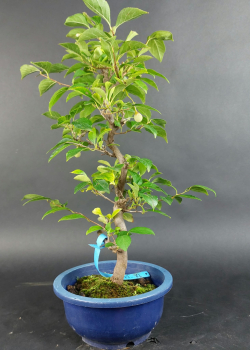 Bonsai - Jap. Schneeglöckchen, Styrax Japonica