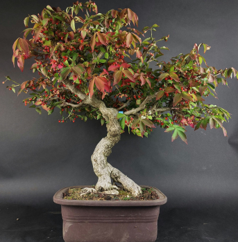 Bonsai - Euonymus alatus