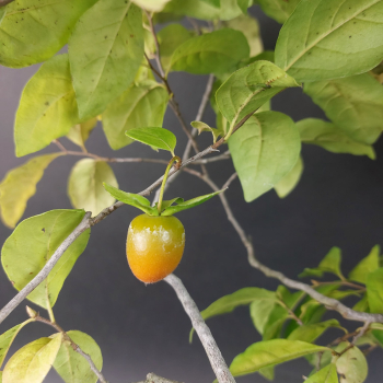 Preview: Bonsai - Diospyros Kaki, Weiblich