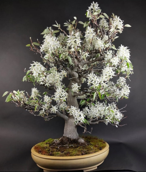 Bonsai -  serviceberry, amelanchier asiatica