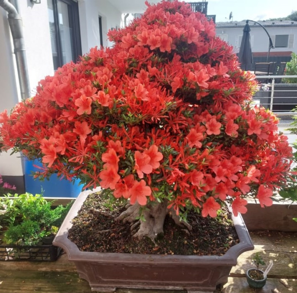 Bonsai - Japanese Satsuki Azalea, Kinsai