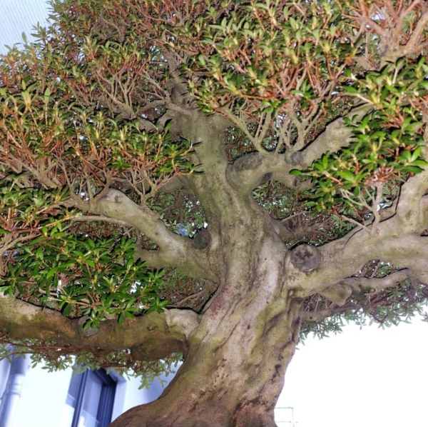 Bonsai - Japanese Satsuki Azalea, Kinsai