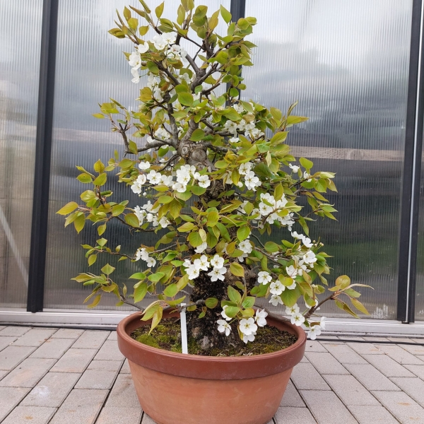 Bonsai - Nashibirne, Pyrus Pyrifolia