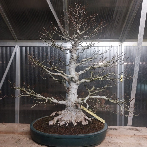 Bonsai - Kerbbuche, Fagus Crenata, Buna, Japan
