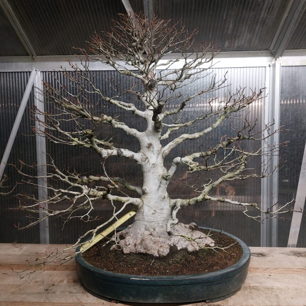 Bonsai - Kerbbuche, Fagus Crenata, Buna, Japan