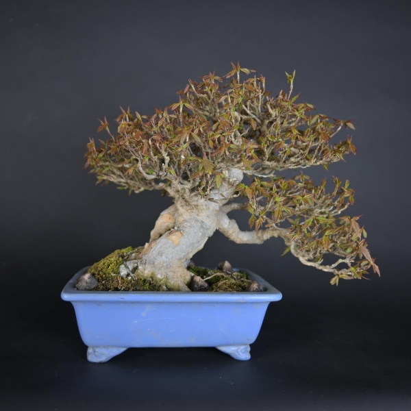 Bonsai - Trident Maple, Acer Buergerianum, Shohin
