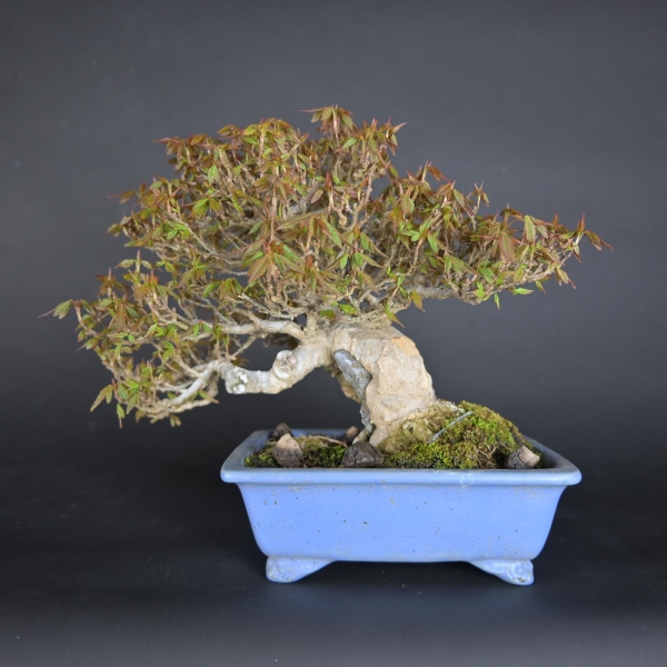 Bonsai - Trident Maple, Acer Buergerianum, Shohin