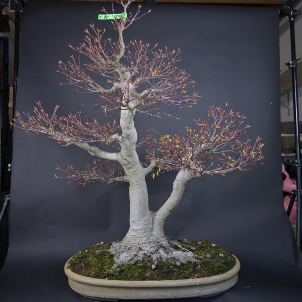 Bonsai - Fächerahorn, Acer Palmatum