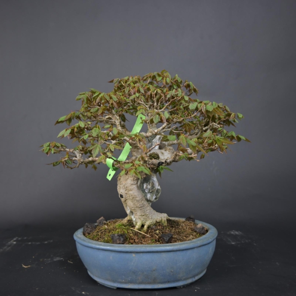 Bonsai - Dreispitzahorn, Acer Buergerianum auf Fels
