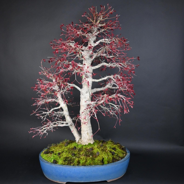 Bonsai - Fächerahorn, Acer Palmatum Nomura
