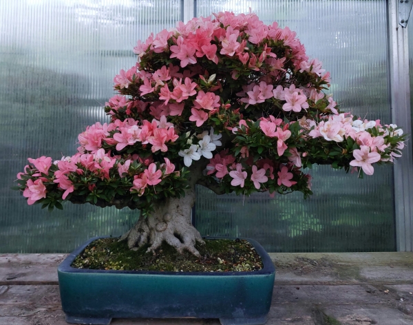 Bonsai - Jap. Satsuki Azalee, Goko