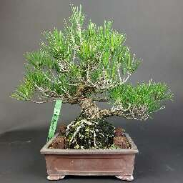 Bonsai - Pinus Thunbergii, Schwarzkiefer, Japan