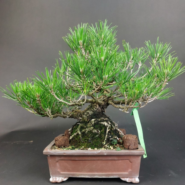 Bonsai - Pinus Thunbergii, Schwarzkiefer, Japan
