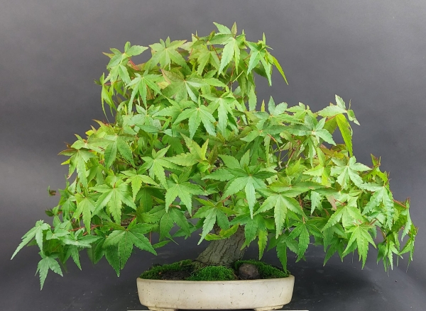 Bonsai - Fächerahorn, Acer Palmatum