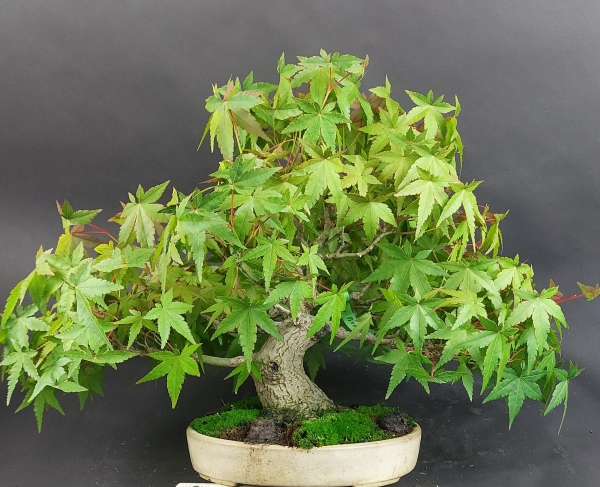 Bonsai - Fächerahorn, Acer Palmatum