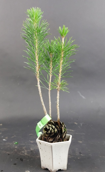 Bonsai - Pinus Thunbergii, Schwarzkiefer, Japan