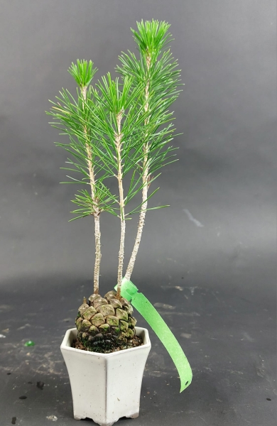 Bonsai - Pinus Thunbergii, Schwarzkiefer, Japan