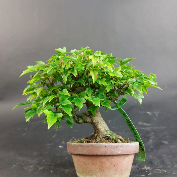 Bonsai - Trident Maple, Acer Buergerianum, Shohin