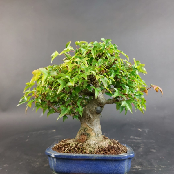 Bonsai - Trident Maple, Acer Buergerianum, Shohin