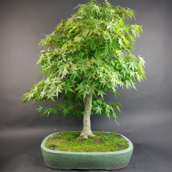 Bonsai - Fächerahorn, Acer Palmatum