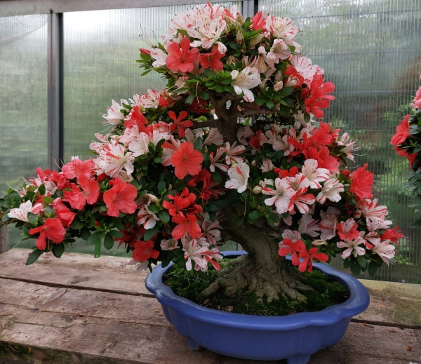 Bonsai - Jap. Satsuki Azalee, Nanbanishiki
