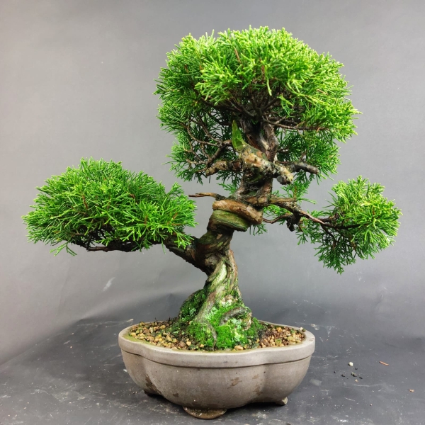 Bonsai - Wacholder, Juniperus Chinensis