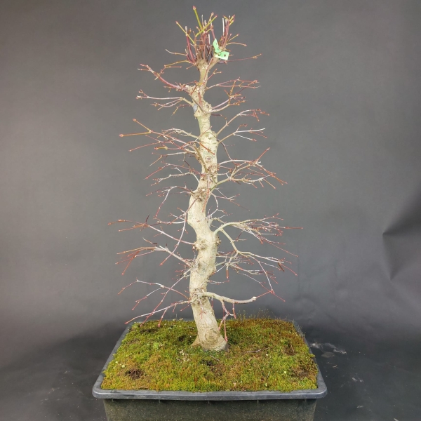 Bonsai - Fächerahorn, Acer Palmatum