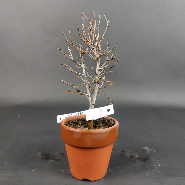 Bonsai - Zelkova Serrata, Shohin