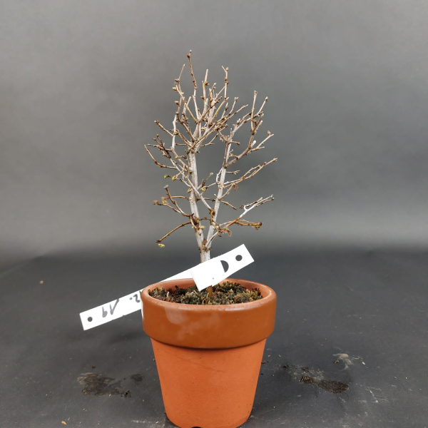 Bonsai - Zelkova Serrata, Shohin