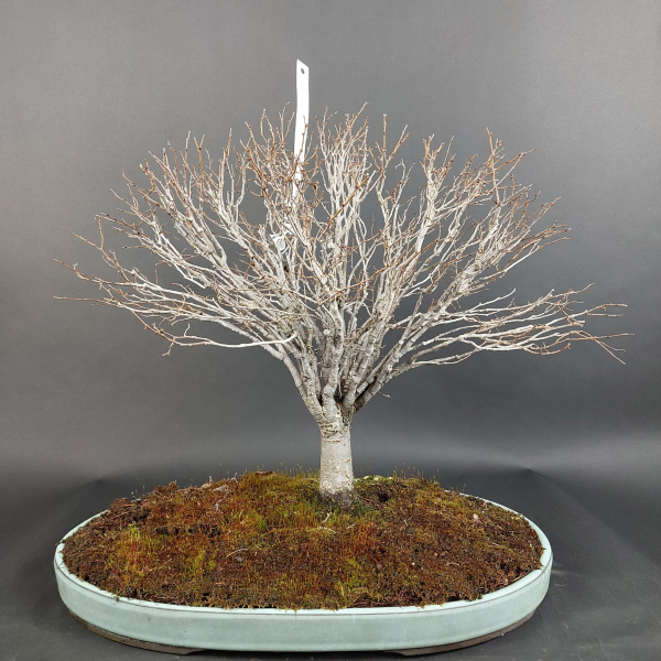 Bonsai - Zelkova Serrata