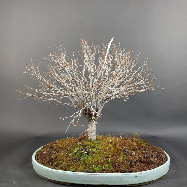 Bonsai - Zelkova Serrata