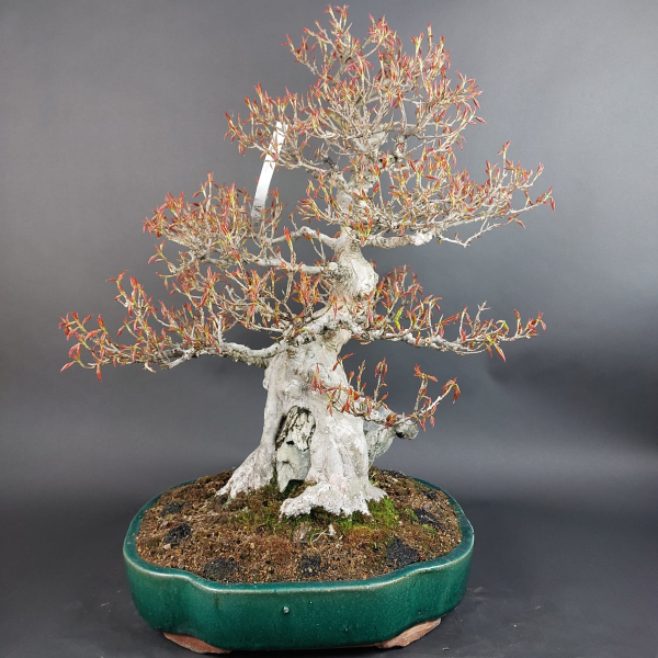 Bonsai - Dreispitzahorn, Acer Buergerianum Rock