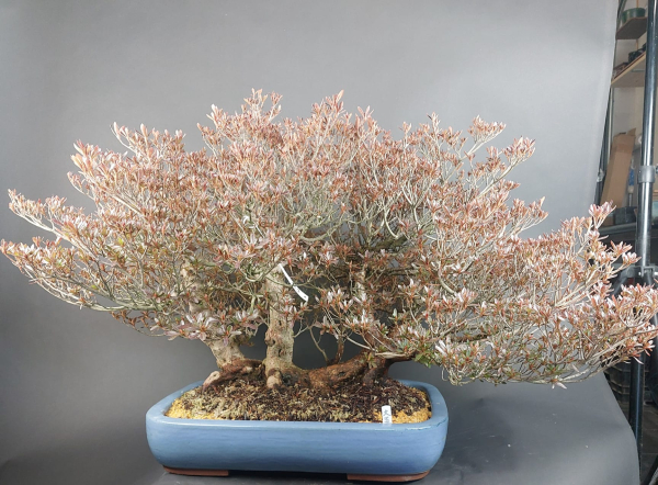 Bonsai - Japanese Satsuki Azalea, Osakazuki