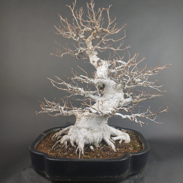 Bonsai - Kerbbuche, Fagus Crenata, Japan