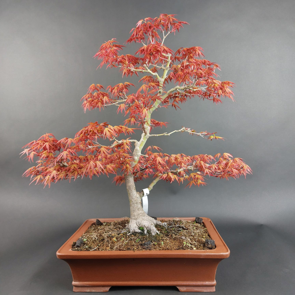 Bonsai - Fächerahorn, Acer Palmatum Benichidori Seedling