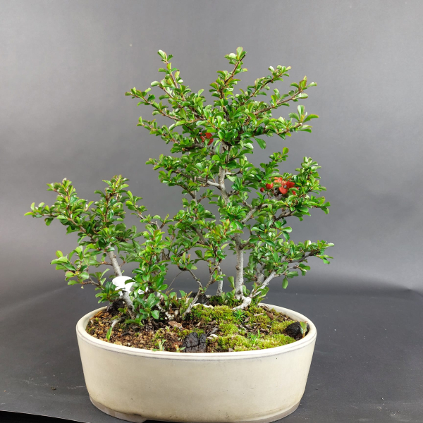 Bonsai - Quince, Cydonia sinensis