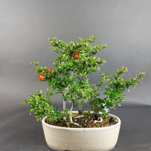 Bonsai - Quince, Cydonia sinensis