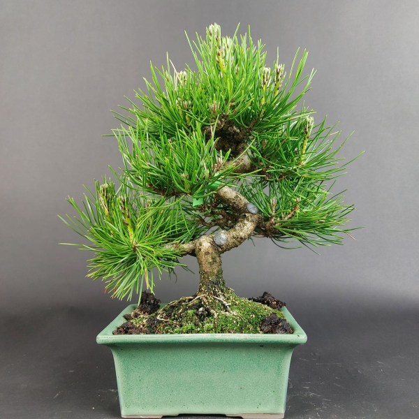 Bonsai - Pinus Thunbergii, Schwarzkiefer, Shohin, Japan
