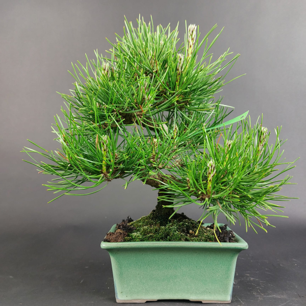 Bonsai - Pinus Thunbergii, Schwarzkiefer, Shohin, Japan