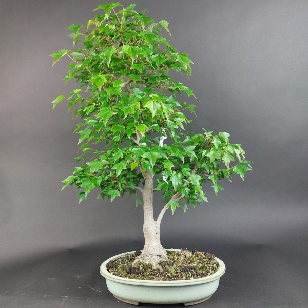 Bonsai - Dreispitzahorn, Acer Buergerianum