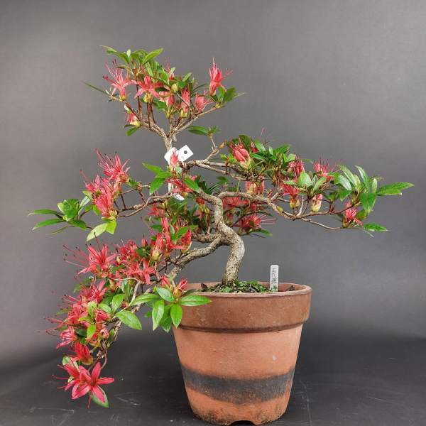 Bonsai - Japanese Satsuki Azalea, Chojuho