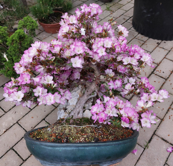 Bonsai - Jap. Satsuki Azalee, Miyamamangetsu