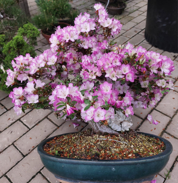 Bonsai - Jap. Satsuki Azalee, Miyamamangetsu