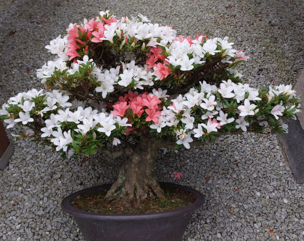 Bonsai - Japanese Satsuki Azalea, Tensho
