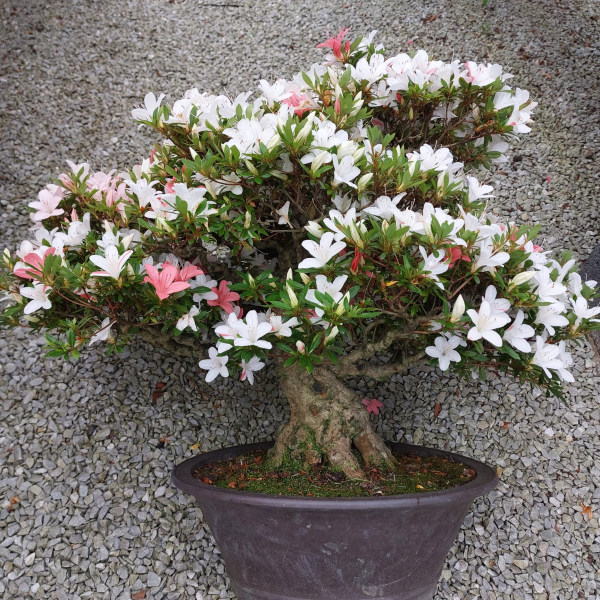 Bonsai - Japanese Satsuki Azalea, Tensho