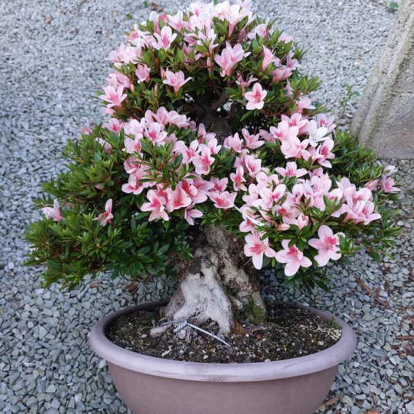 Bonsai - Jap. Satsuki Azalee, Nyohozan