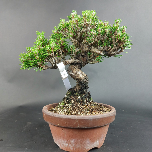 Bonsai - Pinus Thunbergii Senjumaru, Schwarzkiefer, Shohin, Japan