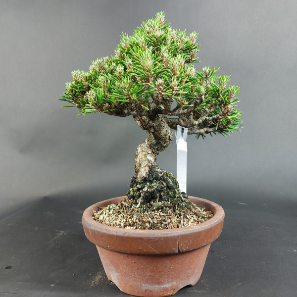 Bonsai - Pinus Thunbergii Senjumaru, Schwarzkiefer, Shohin, Japan