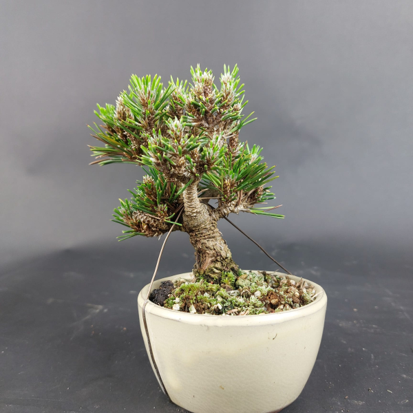 Bonsai - Japanese Black Pine, Pinus Thunbergii Senjumaru, Shohin