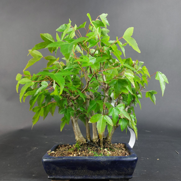 Bonsai - Trident Maple, Acer Buergerianum, Shohin